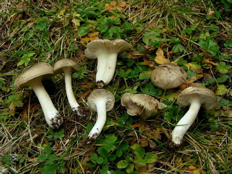 Ancora qualche igroforo